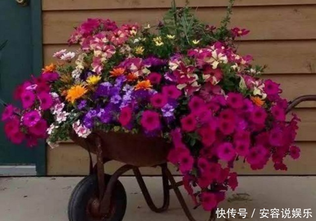老婆用家里的废弃家具种花,朋友看到惊呆了