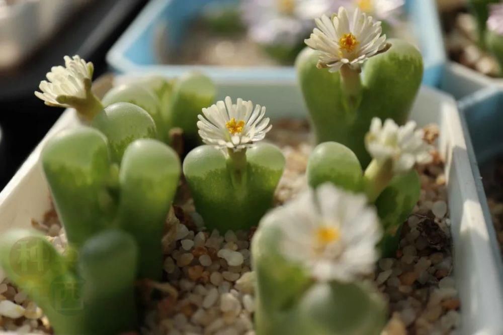  磁铁|磁铁风铃Conophytum Concordans