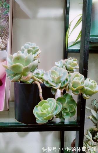 多肉白凤有个小机关，及时打开长势好，轻松养成悬崖桩