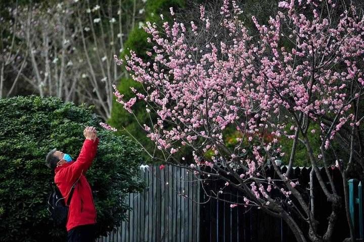 泉城|梅花绽放春意浓泉城何处去赏梅