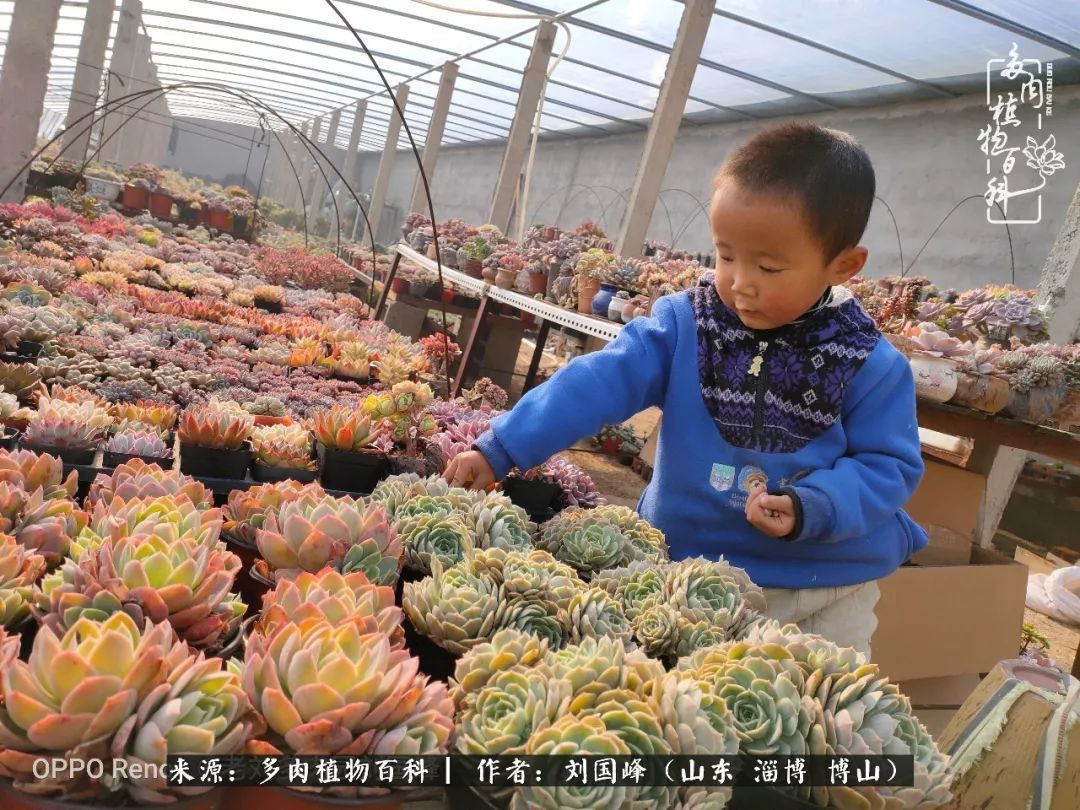 贵的不一定是对的，你的多肉究竟值多少钱附冬季养护攻略！