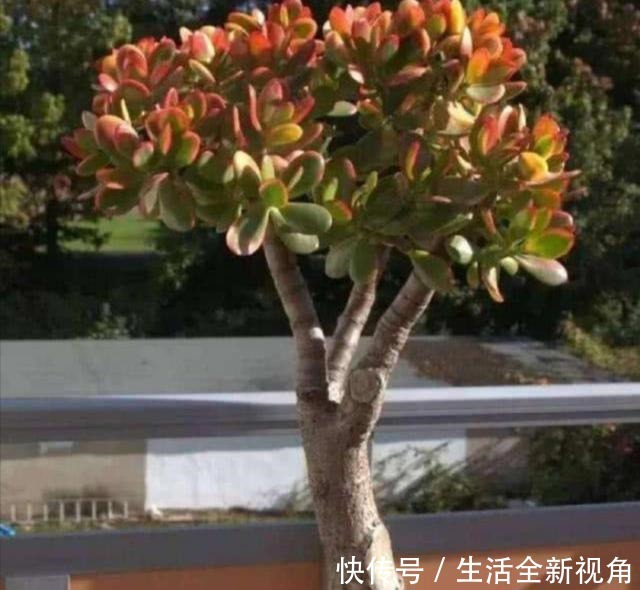 玉树小株养成老桩盆景,只需要做好4个步骤,长得粗壮、株型美观!