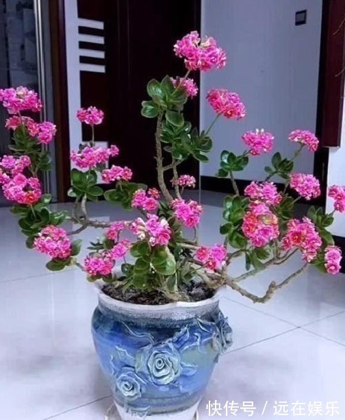 养护|养长寿花“咔嚓”几下,开花就像“棒棒糖”,养2年变“老桩”