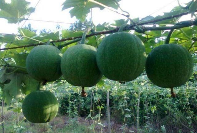 医圣张仲景秘传的一个配方,仅仅3味药,却是心脏病的经典神方