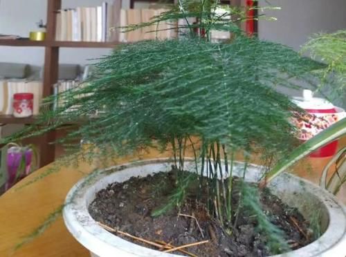 忽冷忽热的天气，养花种草，怕出意外就多用点这“灰”