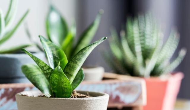 伤根|室内养虎皮兰,最怕这3种要命水,很容易伤根养死了