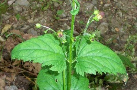 鼻涕|清代名医黄元御的神奇配方！简单8味药，补阳气，搞定过敏性鼻炎