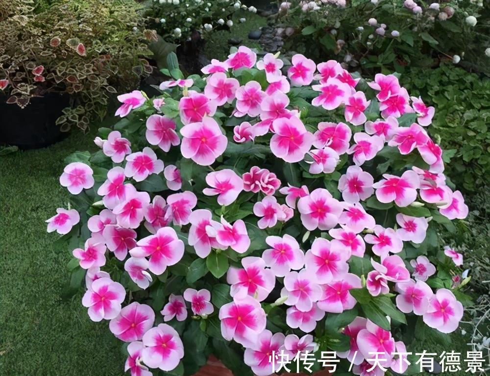 养花|新手养花,有这3款足矣,皮实好养省心,多季节有花赏