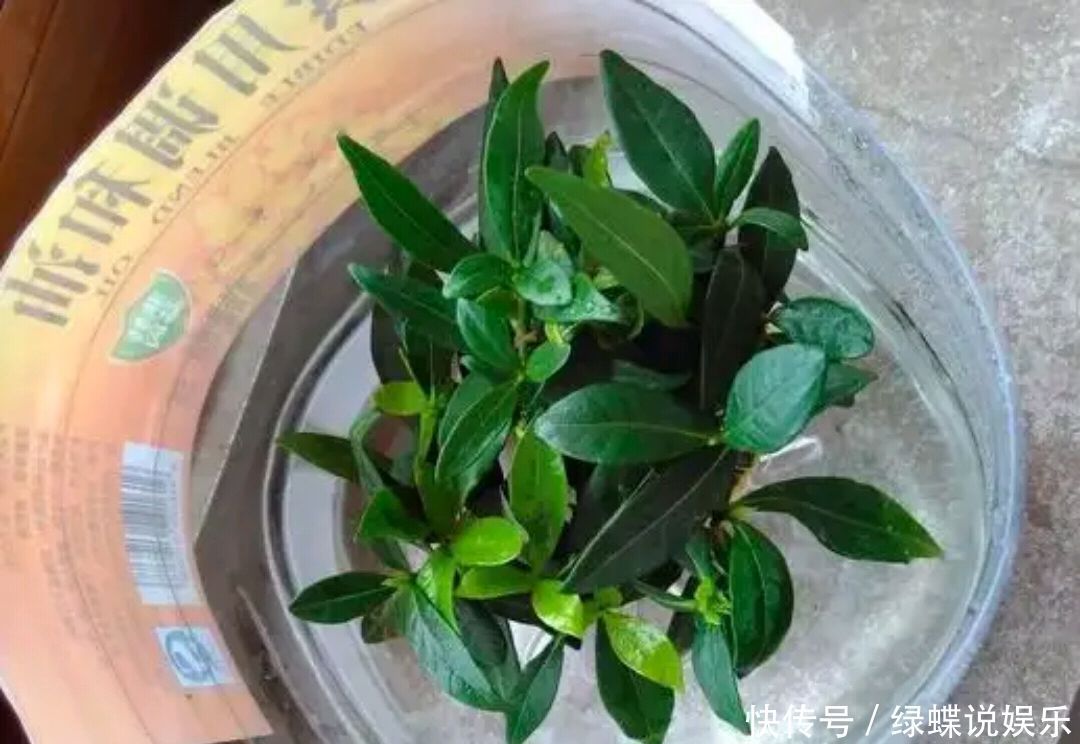 枝条|夏季怎么快速繁殖栀子花一把栀子花枝条,一个水桶,20天生根