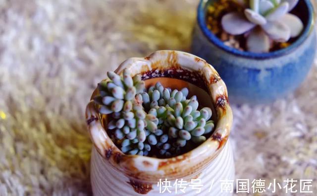 巧克力色|新手选这些“普货”多肉来养,好养又省心,养出状态来也很漂亮