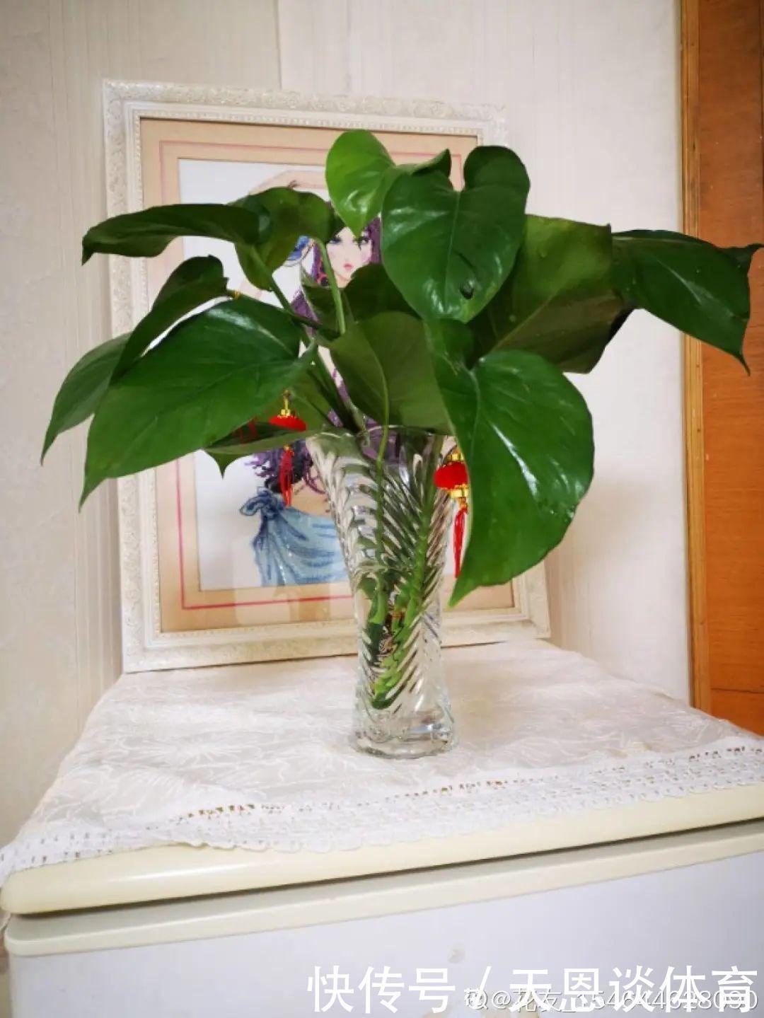 烂根|最难养的7种花，丢水里反而蹭蹭长，根系长满瓶！