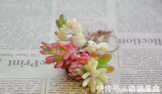 果冻|那些自带果冻色的多肉，它们可从来不让你失望！