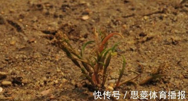 仅两株!消失60年的罕见“莎禾”重现东北,专家:成功采集到