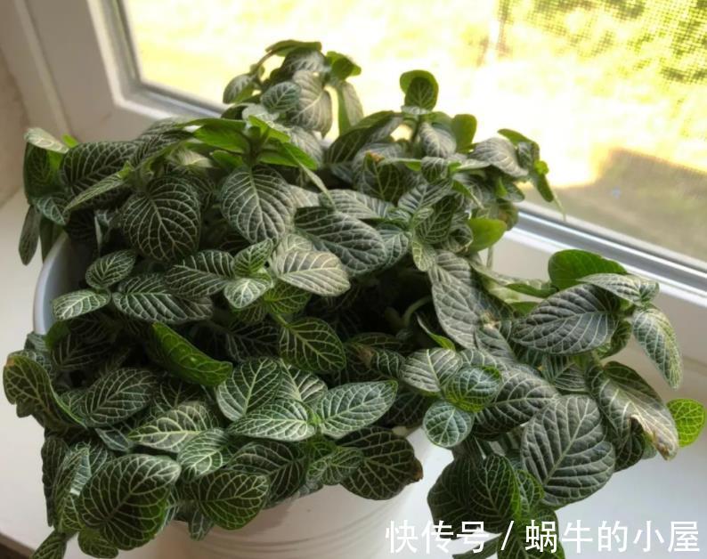 花草|盆栽养花如何预防烂根?从这4方面下手,几率一降再降