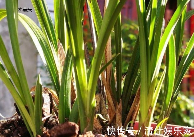 兰花烂根了怎么救花农教你几招,救活几盆烂根的兰花不成问题