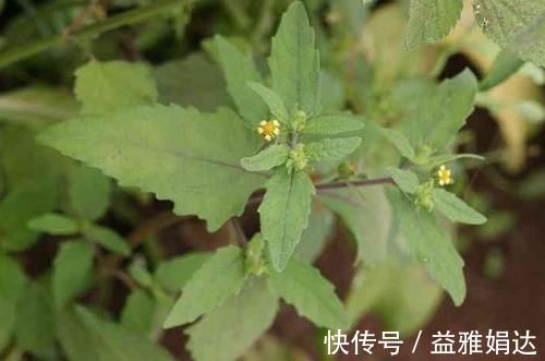 本经|乡下这种杂草，农民很厌烦，却不知对身体有这些好处