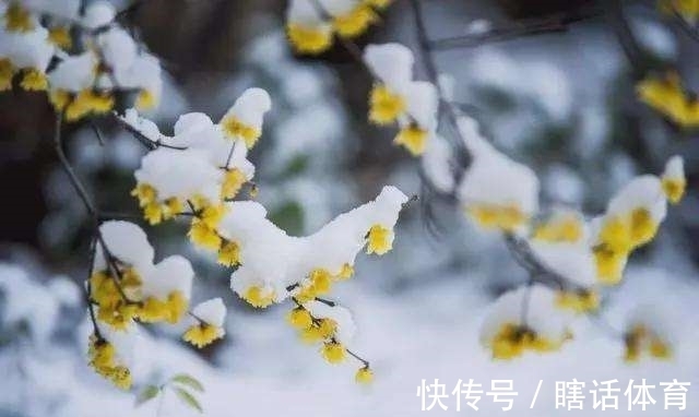 蜡梅&两首腊梅诗,寒梅最堪恨,常作去年花。静待色彩斑斓的春天