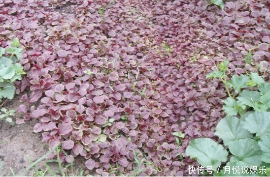 减肥|村民把这种长寿菜当宝贝，孩子吃了身体长的好！女人能减肥！