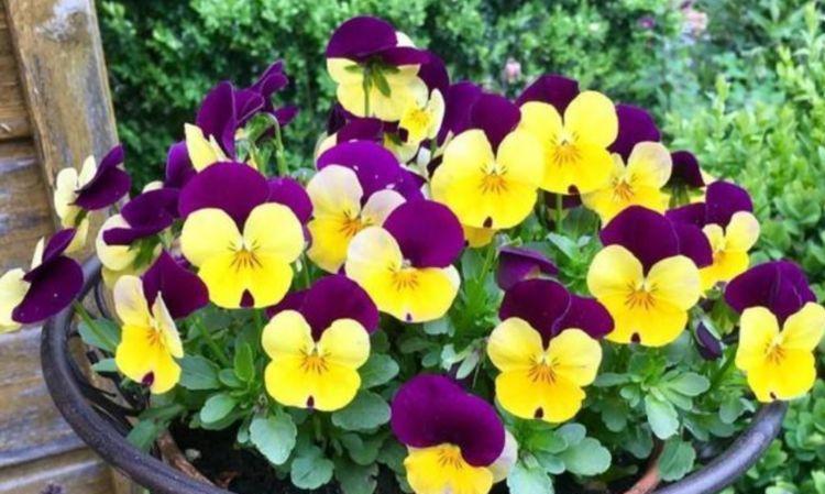 4种花是爆盆能手,懒人新手都能养的好,绚丽多彩颜值高