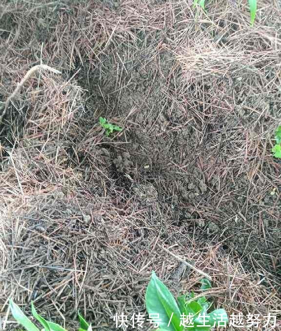 养花30年的大神说,这“3点”养花技巧,学会了啥花都能养活!