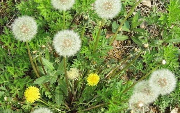 葡萄干|蒲公英与此物天生一对,早晚各一杯,肠胃健康,肝脏干净