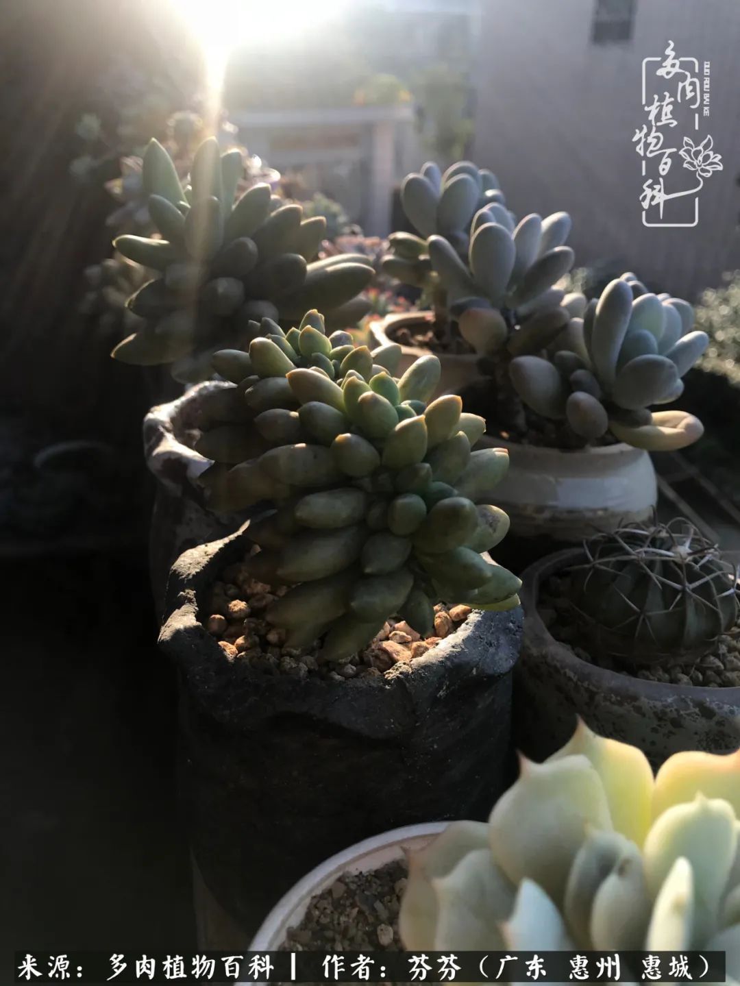 养花|一种爱好就是一种境界,养花养多肉可以培养一个人的心境!