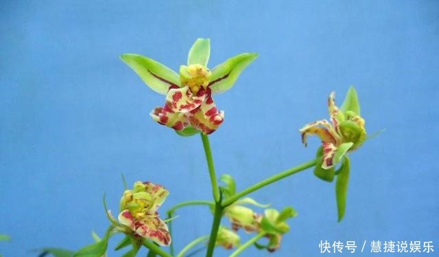  建兰|建兰奇花之首“梨山狮王”花型奇特，芳香四溢，养兰必备