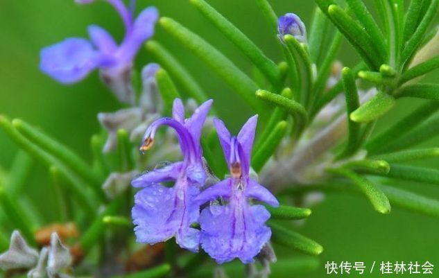 养花就养此“香水花”，比栀子花香，比茉莉花好看，花开200天