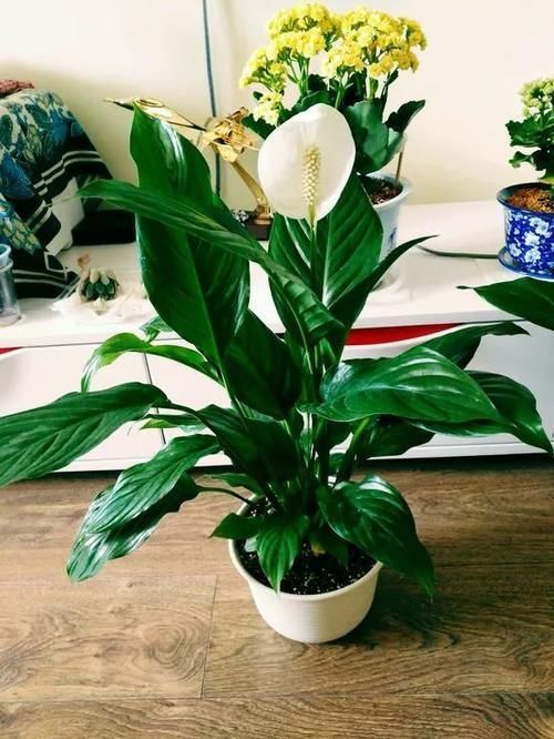 寒潮来袭，10种花最怕冷，抓紧搬回屋，不然只剩盆！