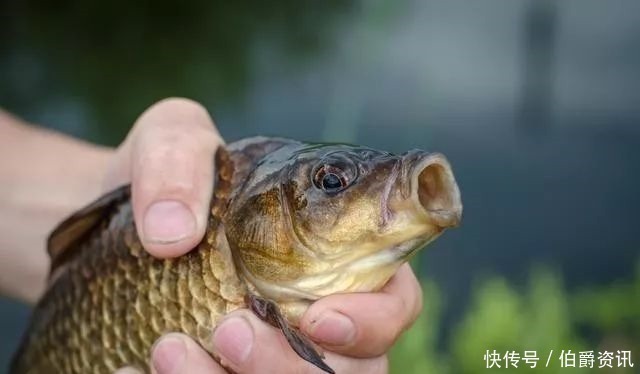 鲫鱼|鲫鱼钓了58余年,总结了这套顺口溜,学会包你百钓不厌!