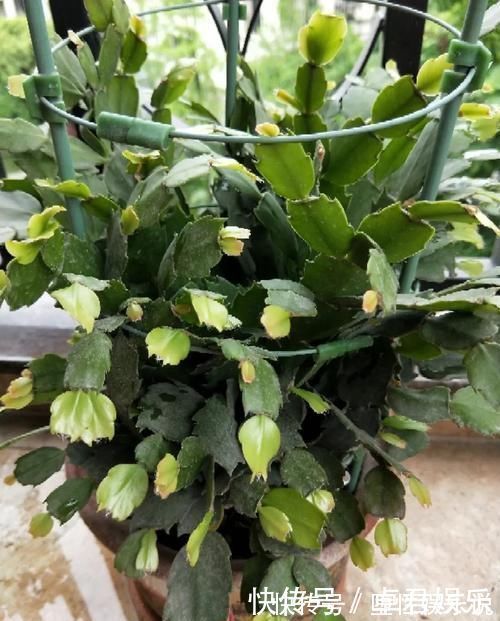 蟹爪兰|养这三种花,盆越小,开的花越多,放大盆还容易死