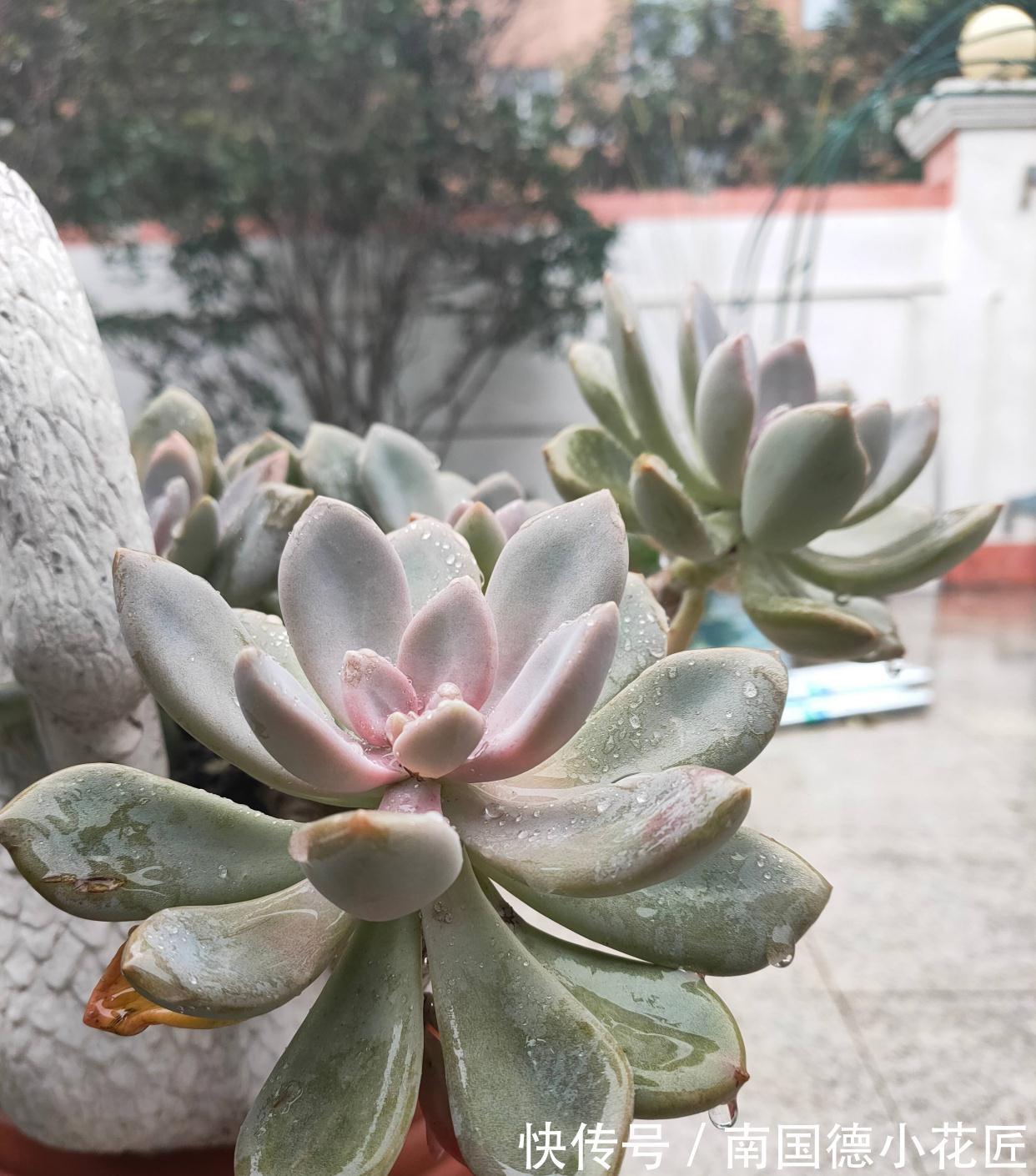 2种普通又皮实的多肉，枝叶旺颜色美易繁殖，养好了一样是精品