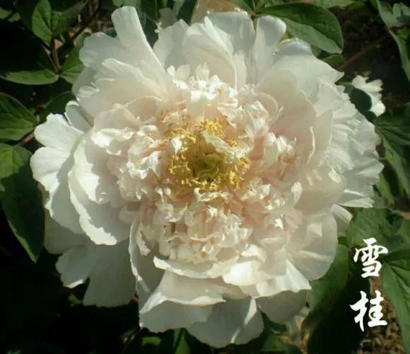 喜欢牡丹花,却一不小心买到芍药!附牡丹花品种图鉴大全