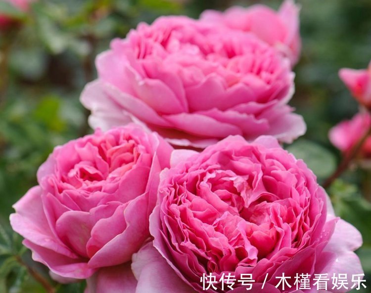 亚历山德拉|喜欢菊花，不如养盆“精品玫瑰”银禧庆典，一次开爆四季开花