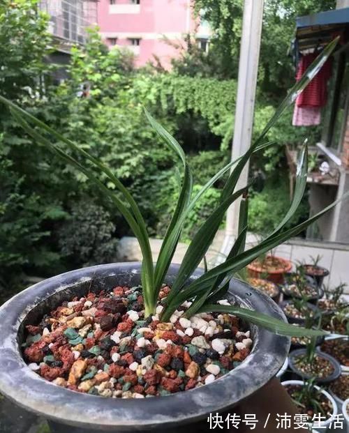 杜鹃|花盆太深真要命，长寿君子兰养1盆死1盆，赶紧换！