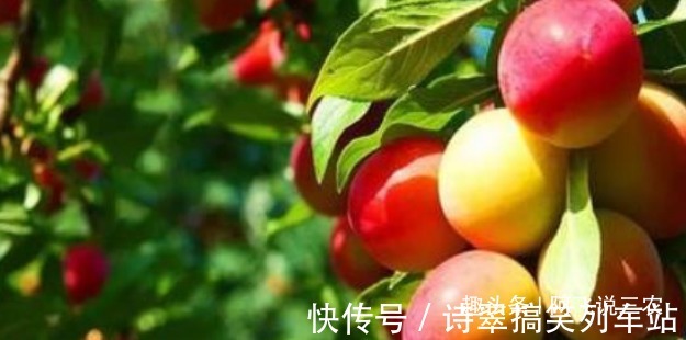 营养价值|李子酸甜可口,具有丰富的营养价值,收获优质李子,只需掌握三点