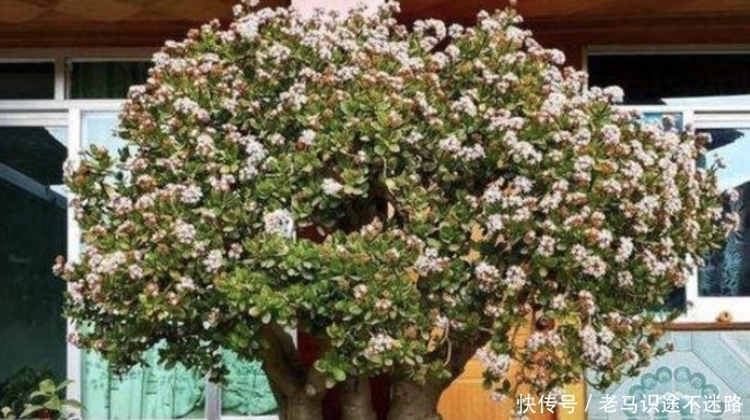 玉树开花很难吗?做好4个“小细节”,轻松养成老桩,年年开花!