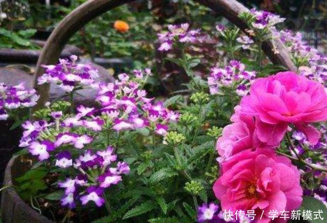 院子里养1种花,开出的花朵小巧秀美,比太阳花还漂亮!