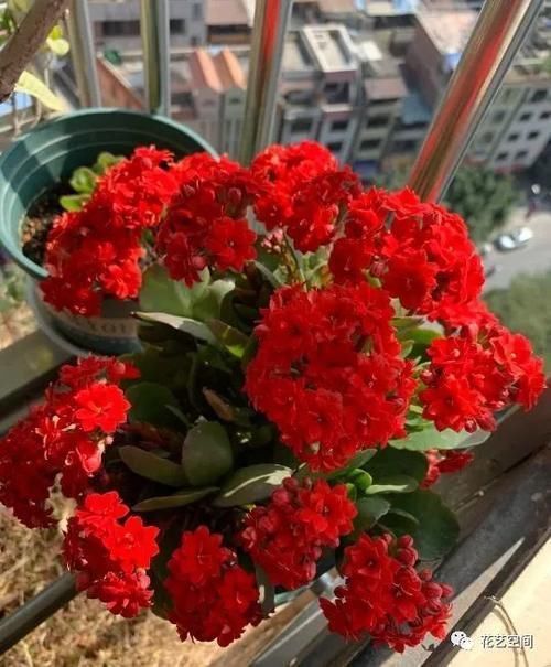 冬天阳台上放这3种花,五颜六色特漂亮,开着开着就成花海了