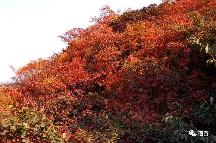 晏几道&青未了/仰天山红叶行