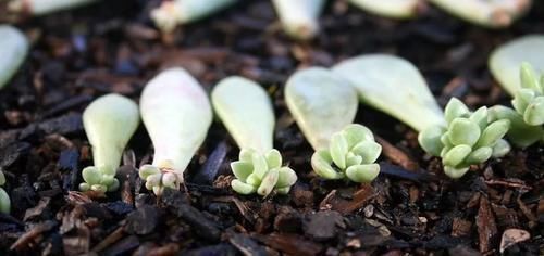 多肉植物叶插水培