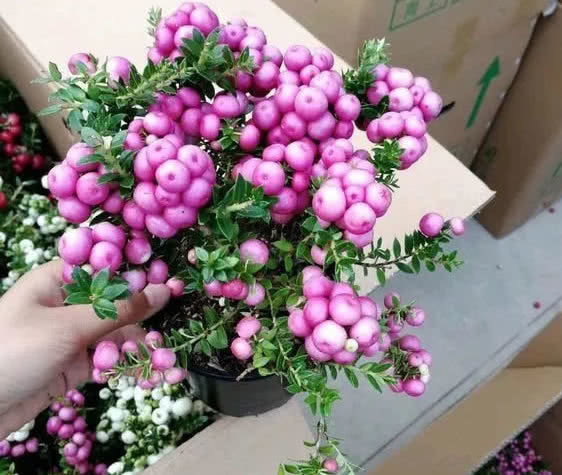 一株可结果100个，这种“观果”小盆栽，颜色艳丽，果多压断枝