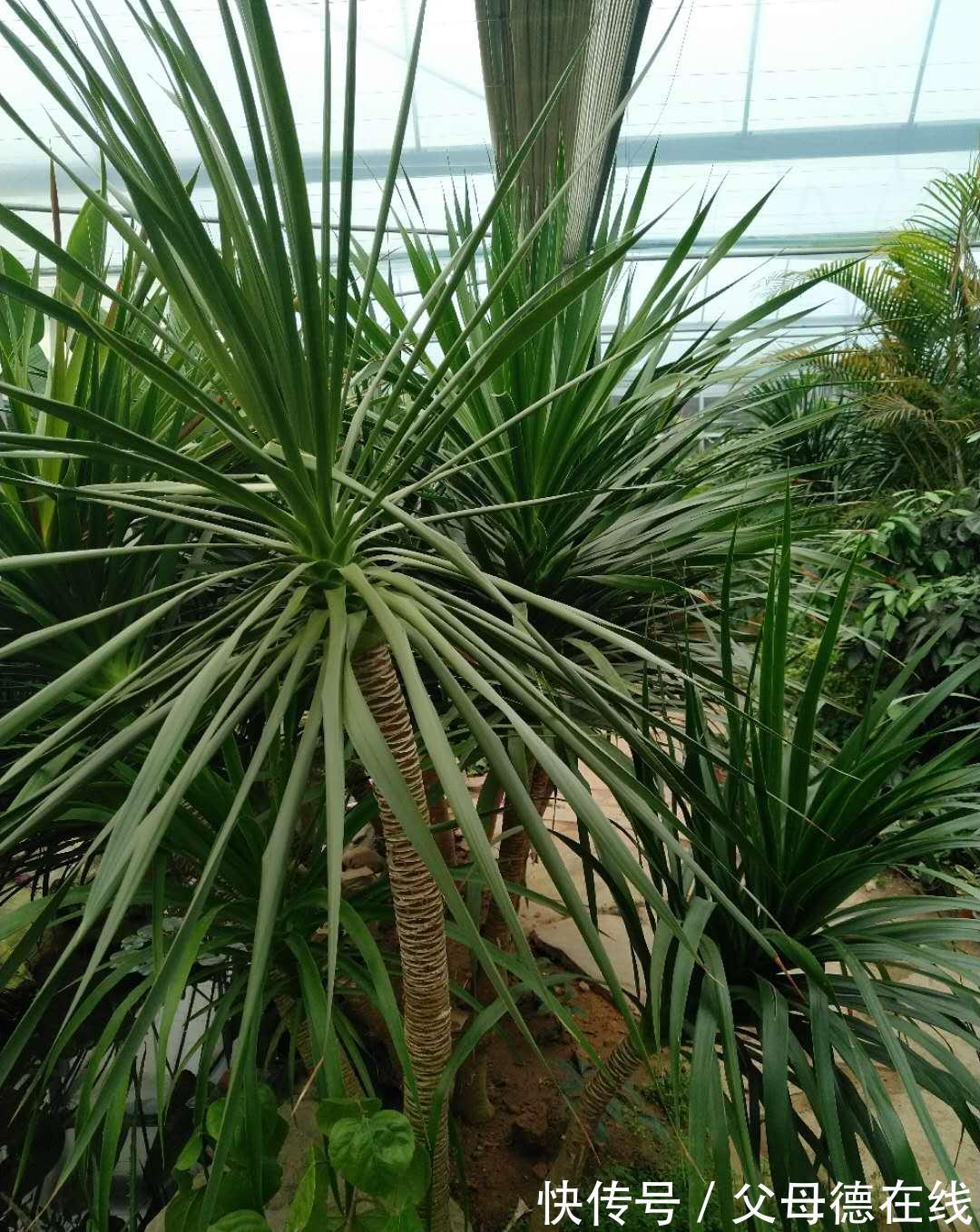 热带物种龙血树总养不好,注意这些,植株挺拔壮实叶浓绿