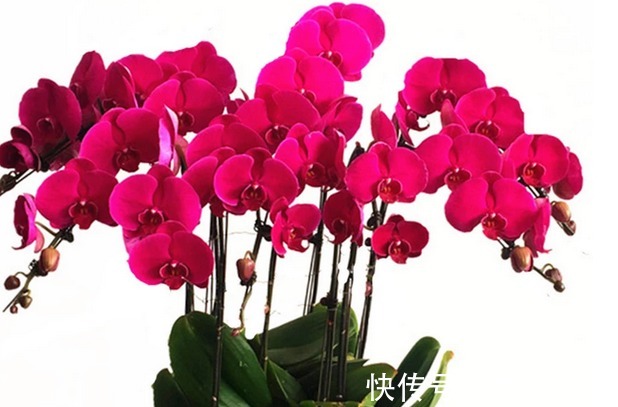 自己做出养花万能土，养啥旺啥，比买的土好很多