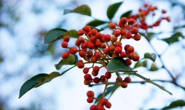 泡水|女人常用花椒泡水喝,身体可能收获4个好处