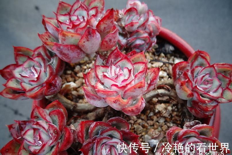 叶缘|月光女神——连名字都混掉的多肉,其实有颜值又好养,还容易缀化