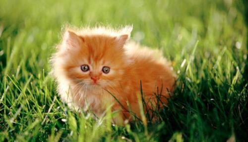 |幽默笑话:岳父和岳母来家里做客,老婆要我去买点海鲜