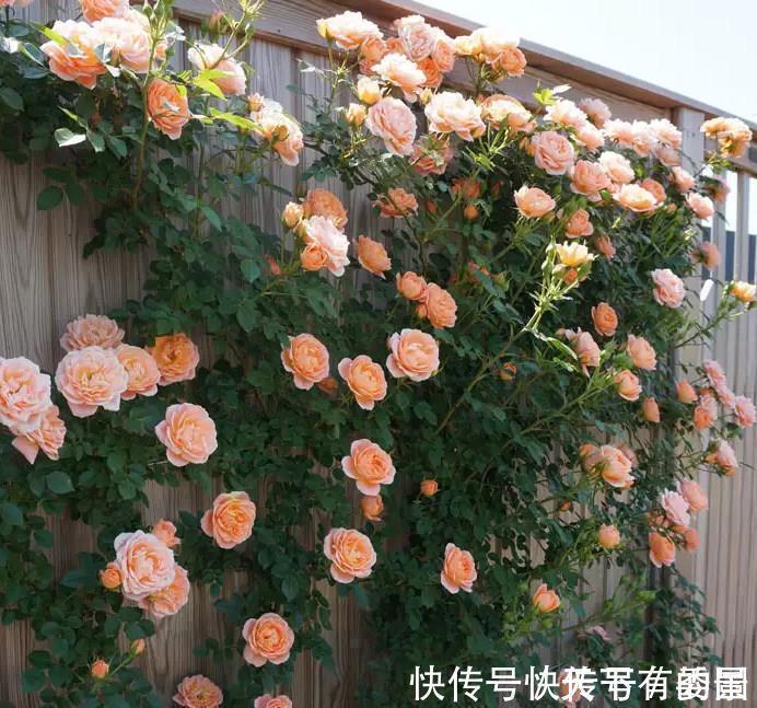 进入八月,6种花要多晒太阳,越晒花朵娇艳,开花越勤