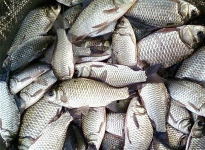 钓友|日本“假鲫鱼”入侵我国,比真鲫鱼还受欢迎,钓友一次钓一桶