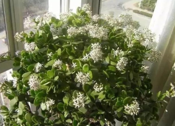 家中养一盆这2种“招财”花，养的越久越值钱，招财又富贵！